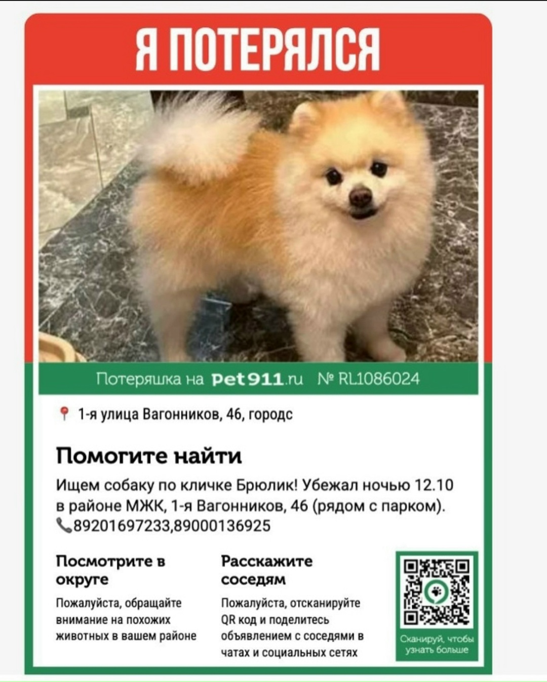 Пропала собака в Твери — фото объявления