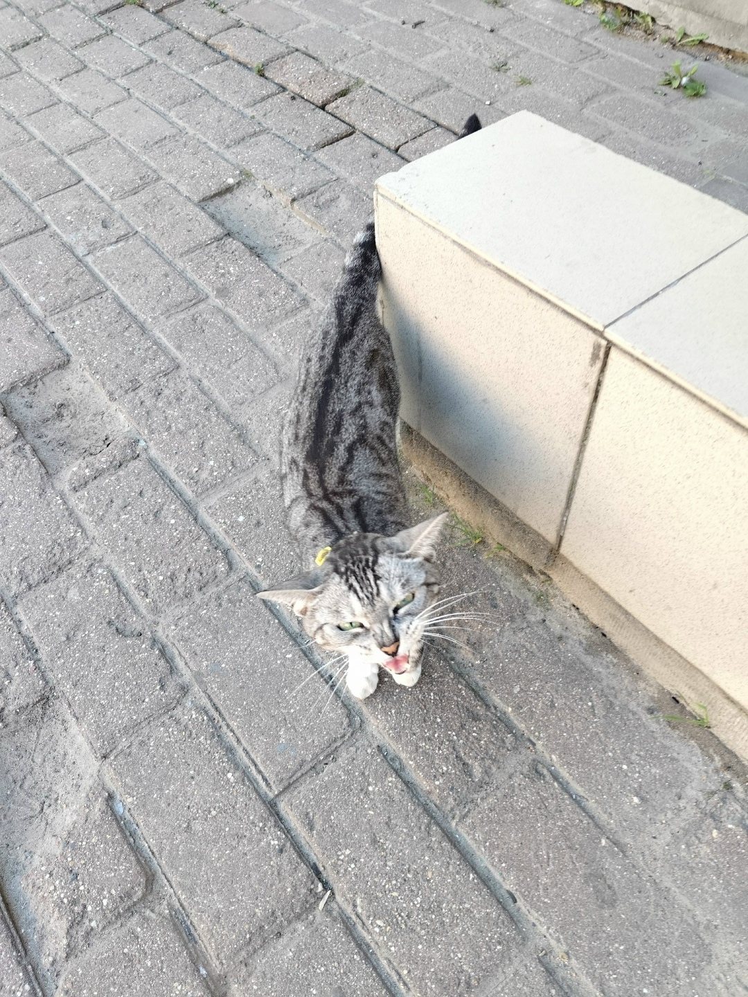 Найдена кошка в Твери — фото объявления