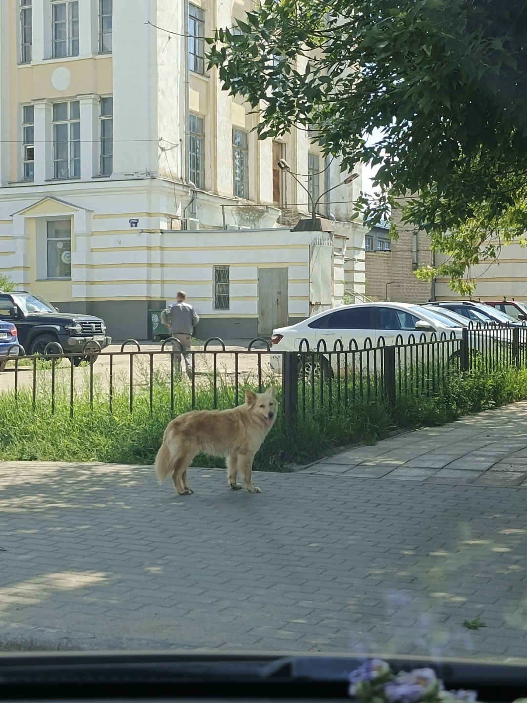 Найдена собака в Твери — фото объявления