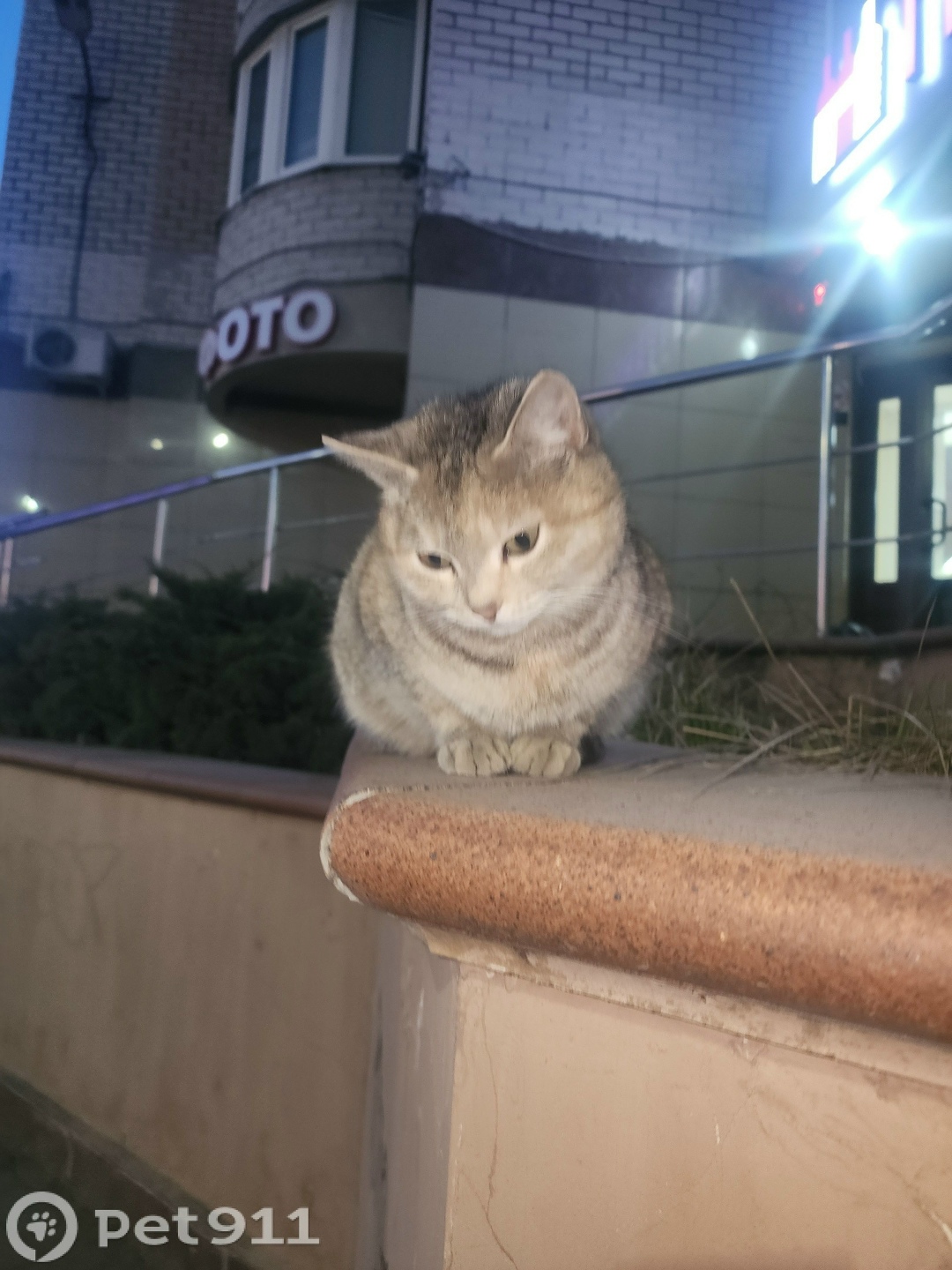 Найдена кошка в Брянске — фото объявления