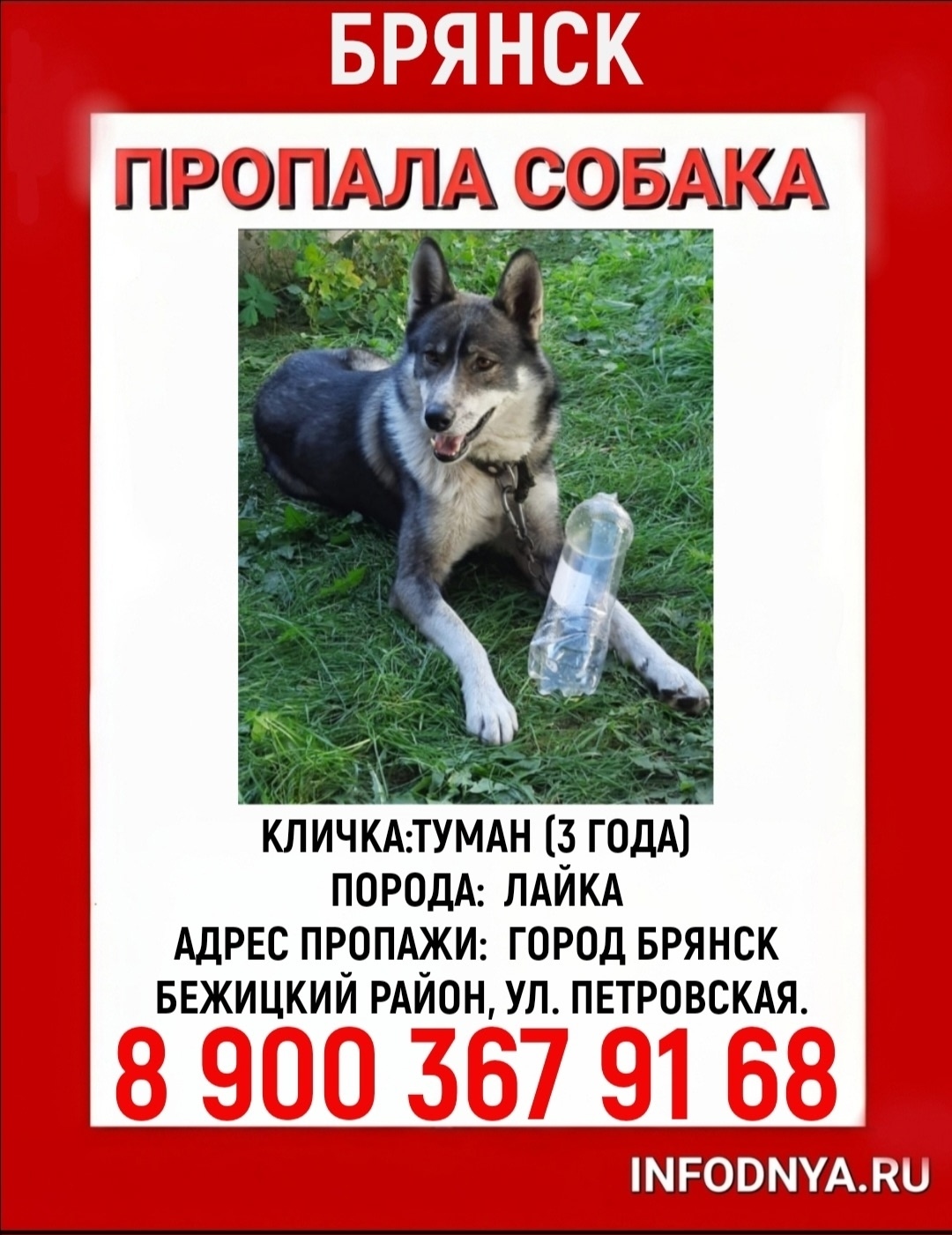 Пропала собака в Брянске — фото объявления
