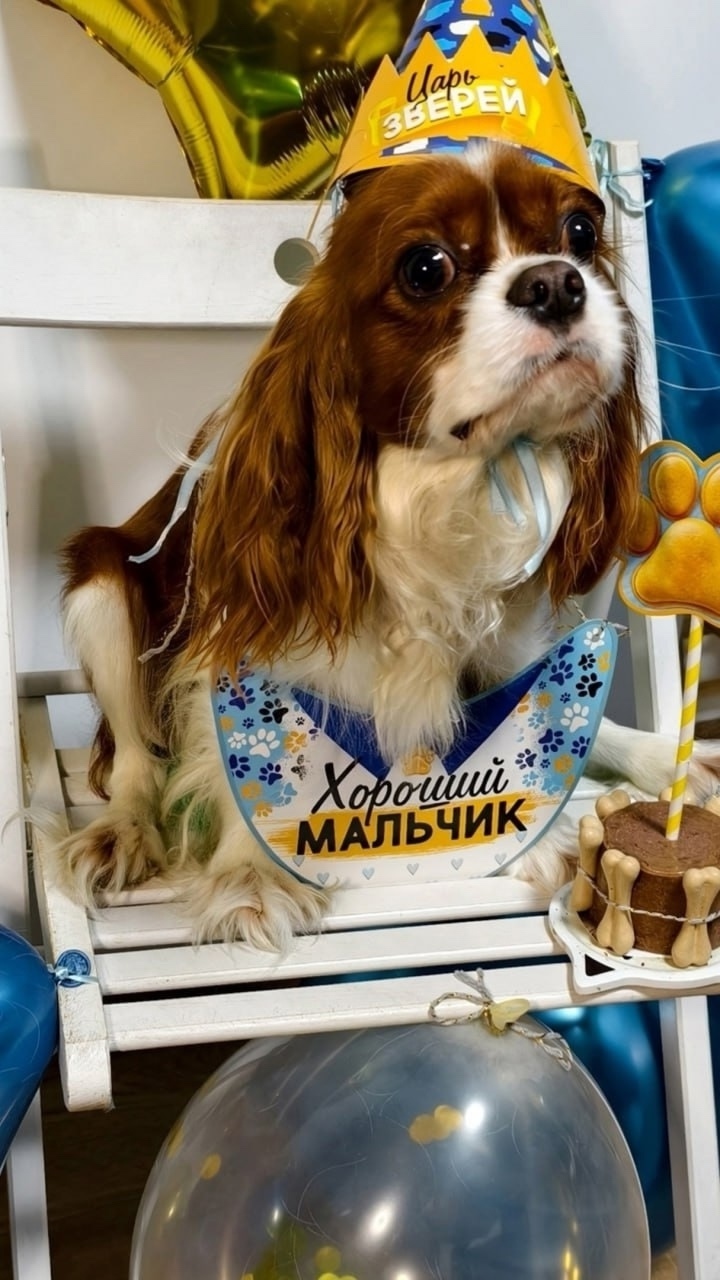Найдена собака в Брянске — фото объявления
