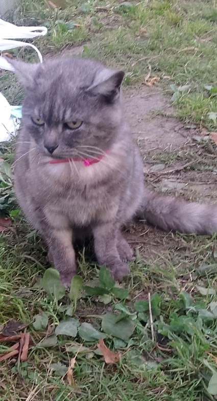 Найдена кошка в Брянске — фото объявления