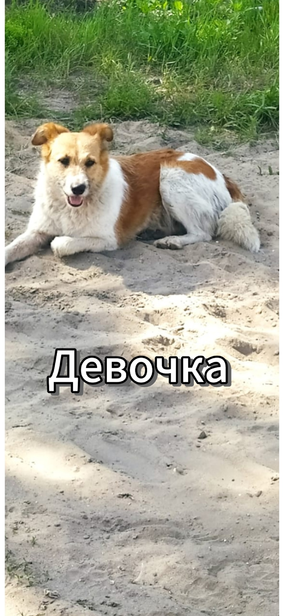 Пропала собака в Брянске — фото объявления