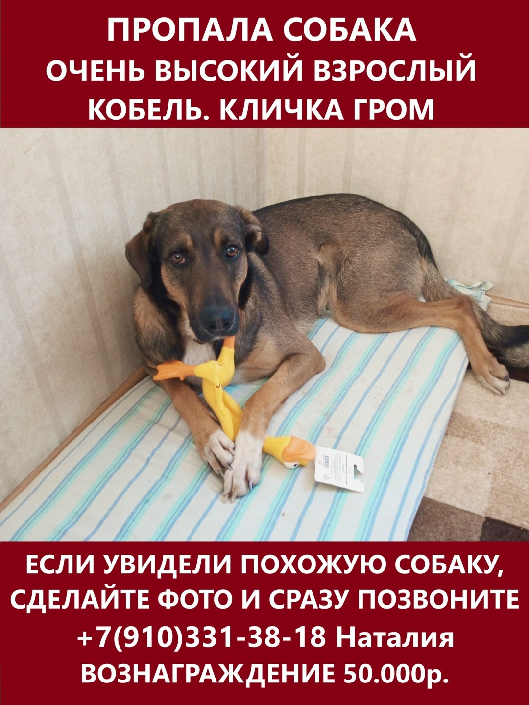 Найдена собака в Брянске — фото объявления