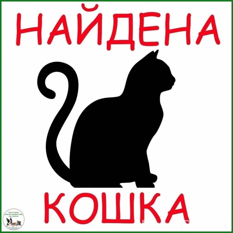 Найдена кошка в Брянске — фото объявления