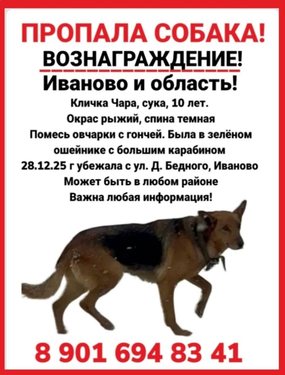 Пропала собака в Иванове — фото объявления