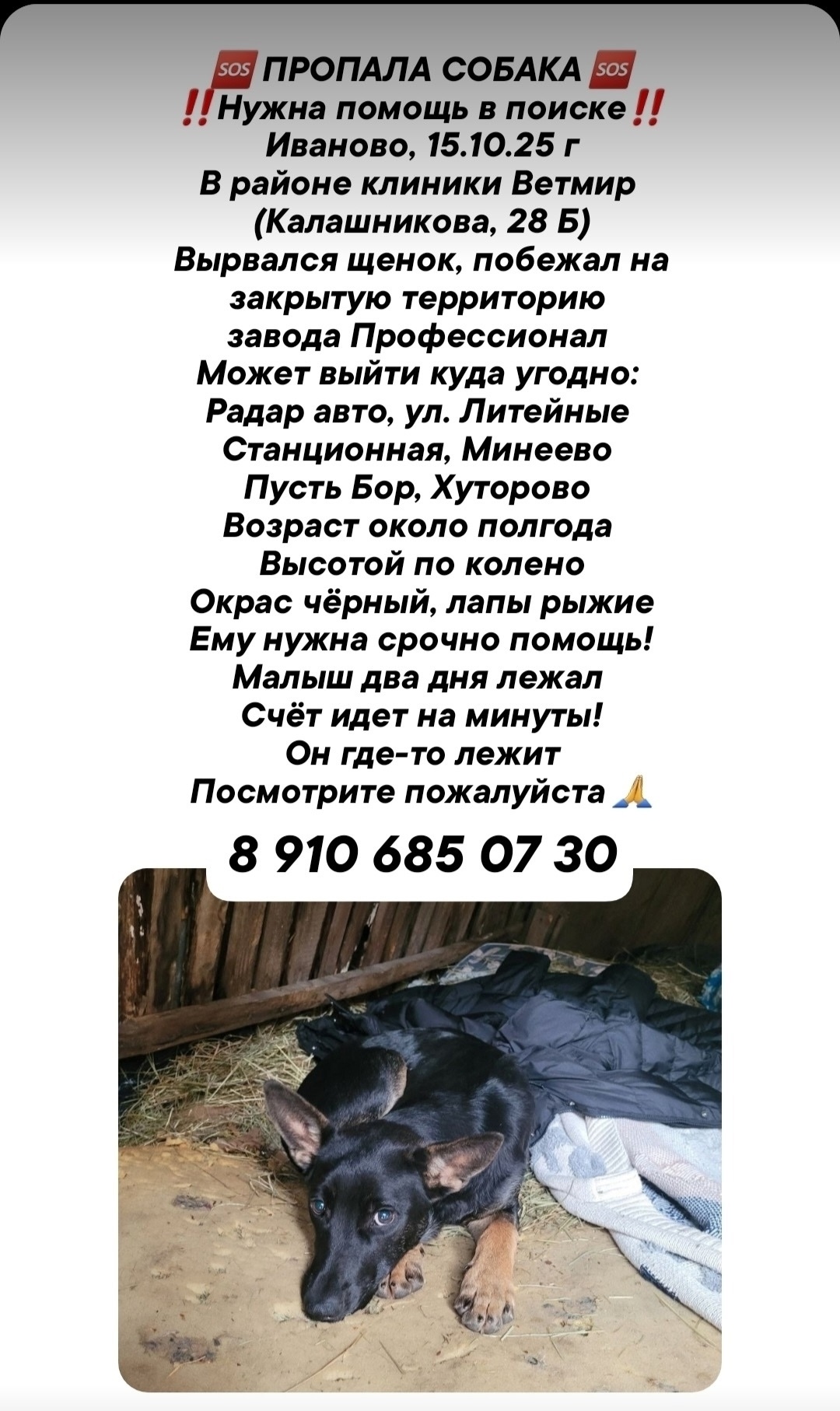 Найдена собака в Иванове — фото объявления