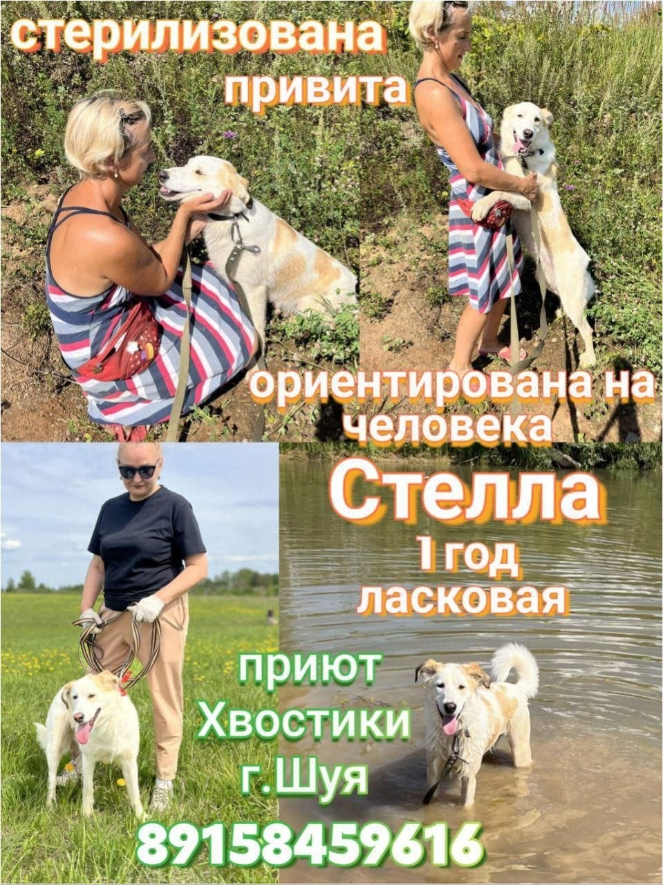 Найдена собака в Иванове — фото объявления