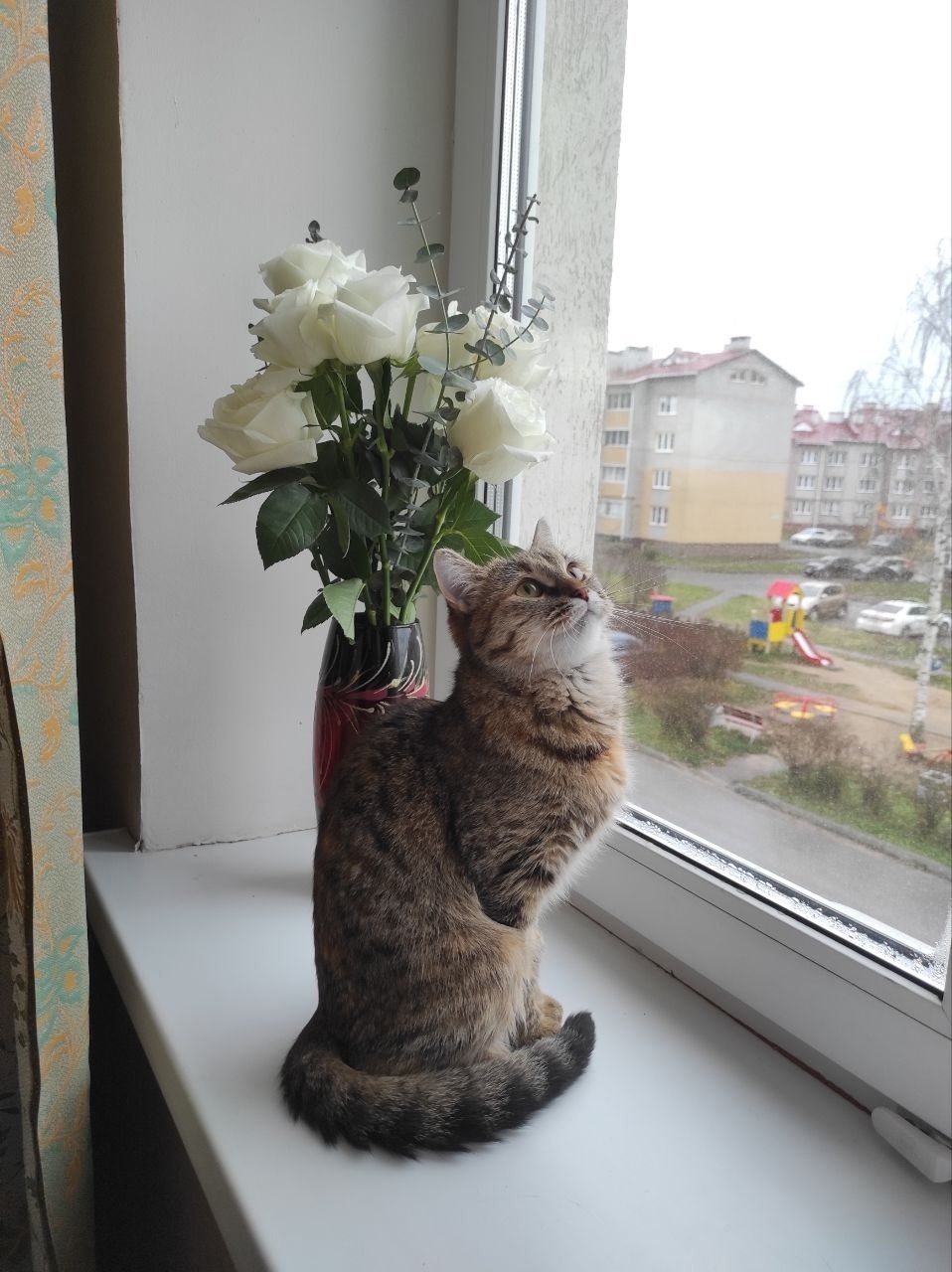 Найдена собака в Иванове — фото объявления