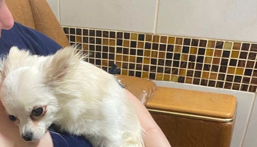 Найдена собака в Иванове — фото объявления