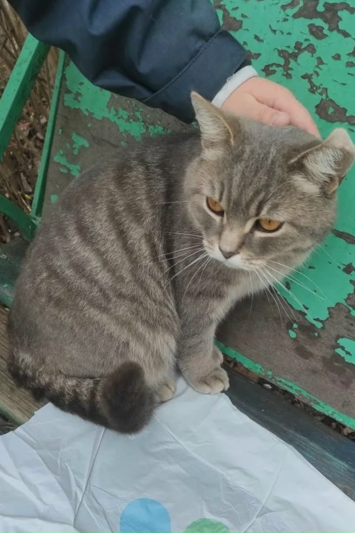 Найдена кошка в Владимире — фото объявления
