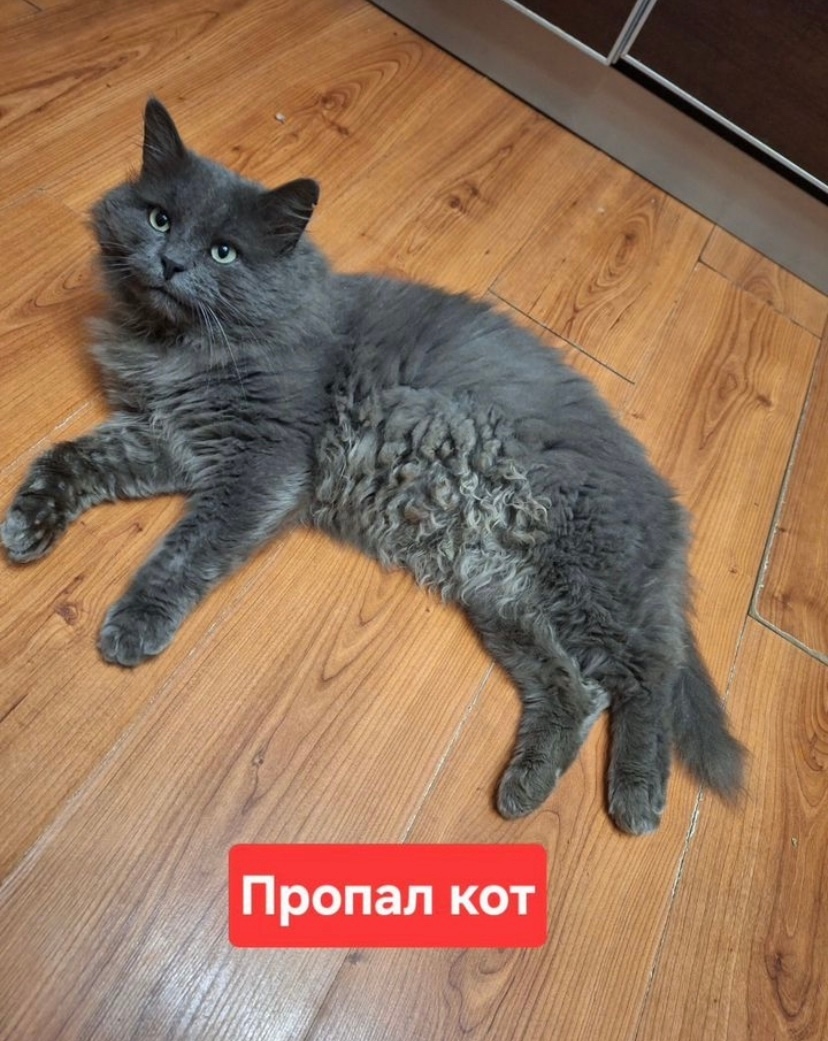 Пропала кошка в Владимире — фото объявления