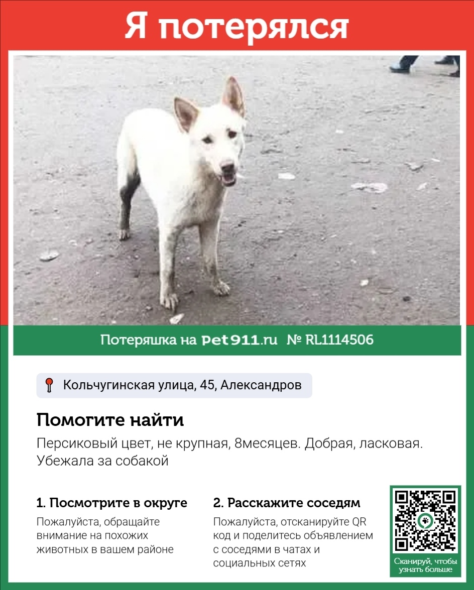 Пропала собака в Владимире — фото объявления
