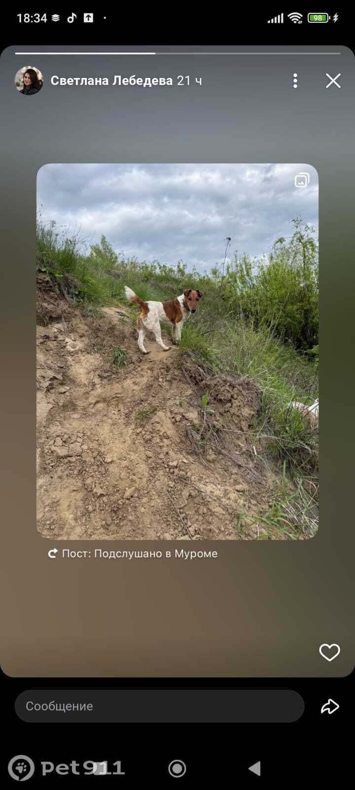 Пропала собака в Владимире — фото объявления