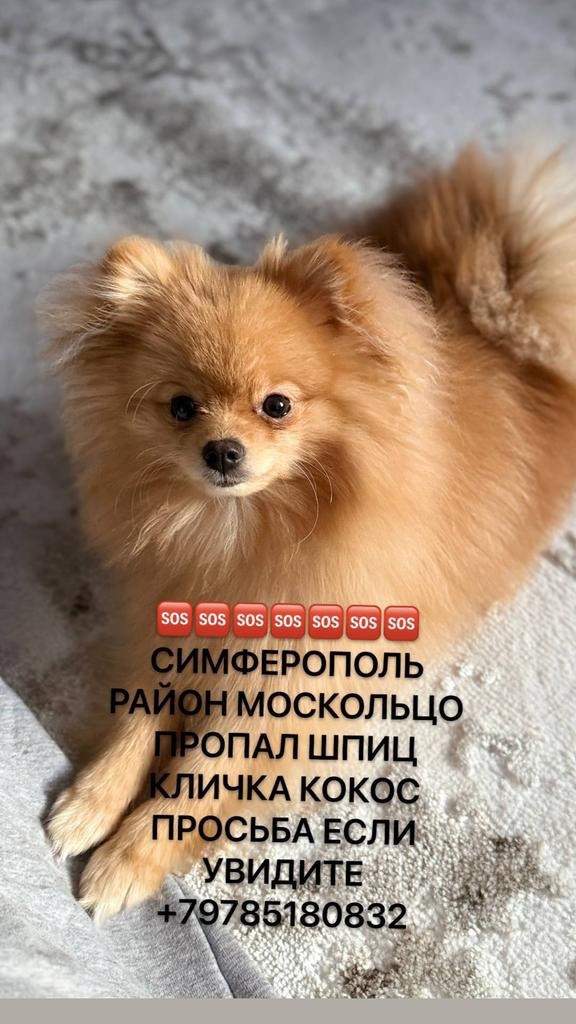 Найдена собака в Симферополе — фото объявления