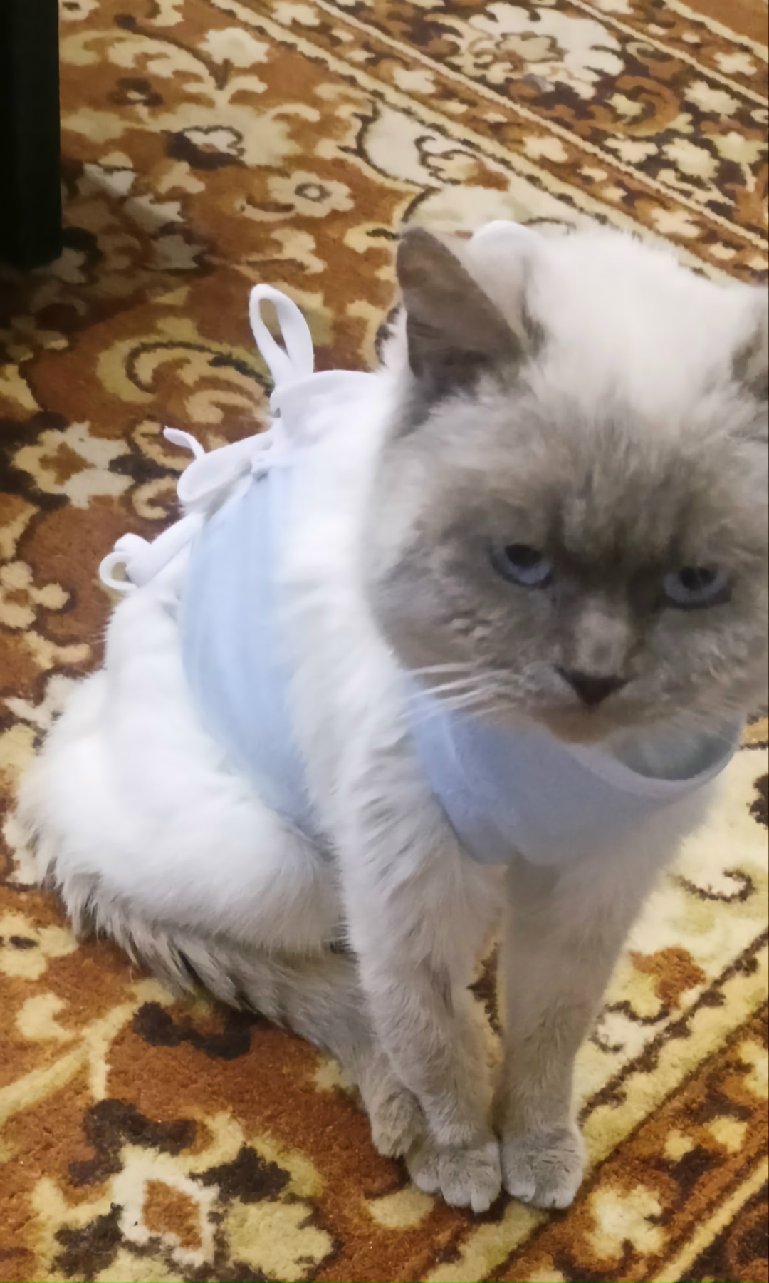 Пропала кошка в Симферополе — фото объявления
