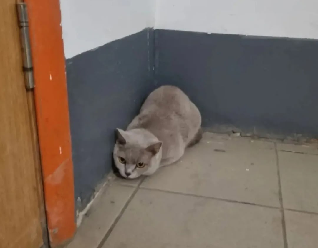 Пропала кошка в Нижнем Тагиле — фото объявления