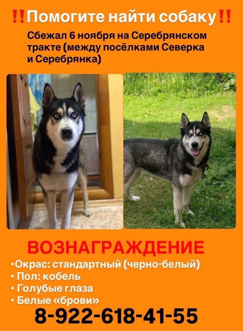 Пропала собака в Нижнем Тагиле — фото объявления