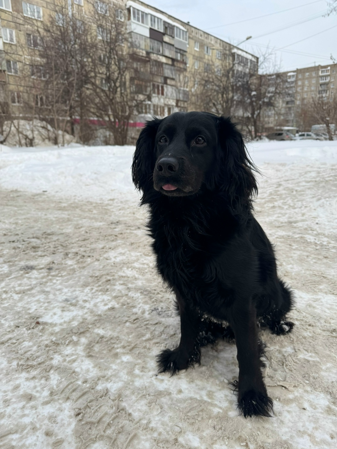 Найдена собака в Нижнем Тагиле — фото объявления