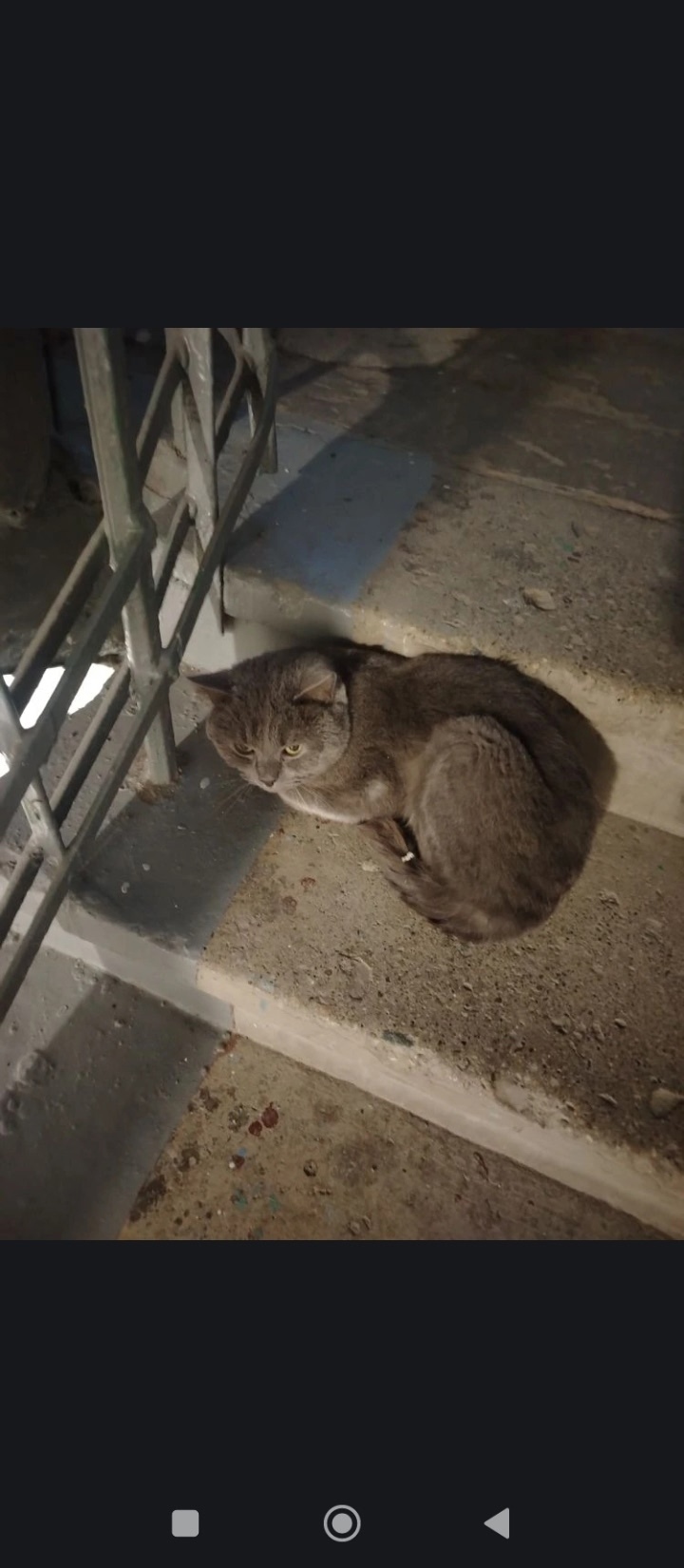 Найдена кошка в Нижнем Тагиле — фото объявления