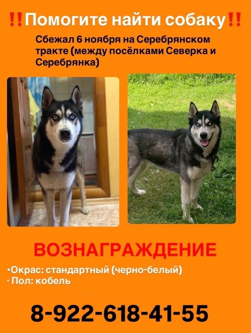 Пропала собака в Нижнем Тагиле — фото объявления