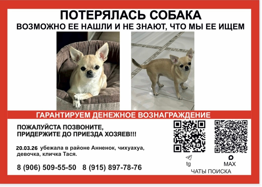 Пропала собака в Калуге — фото объявления