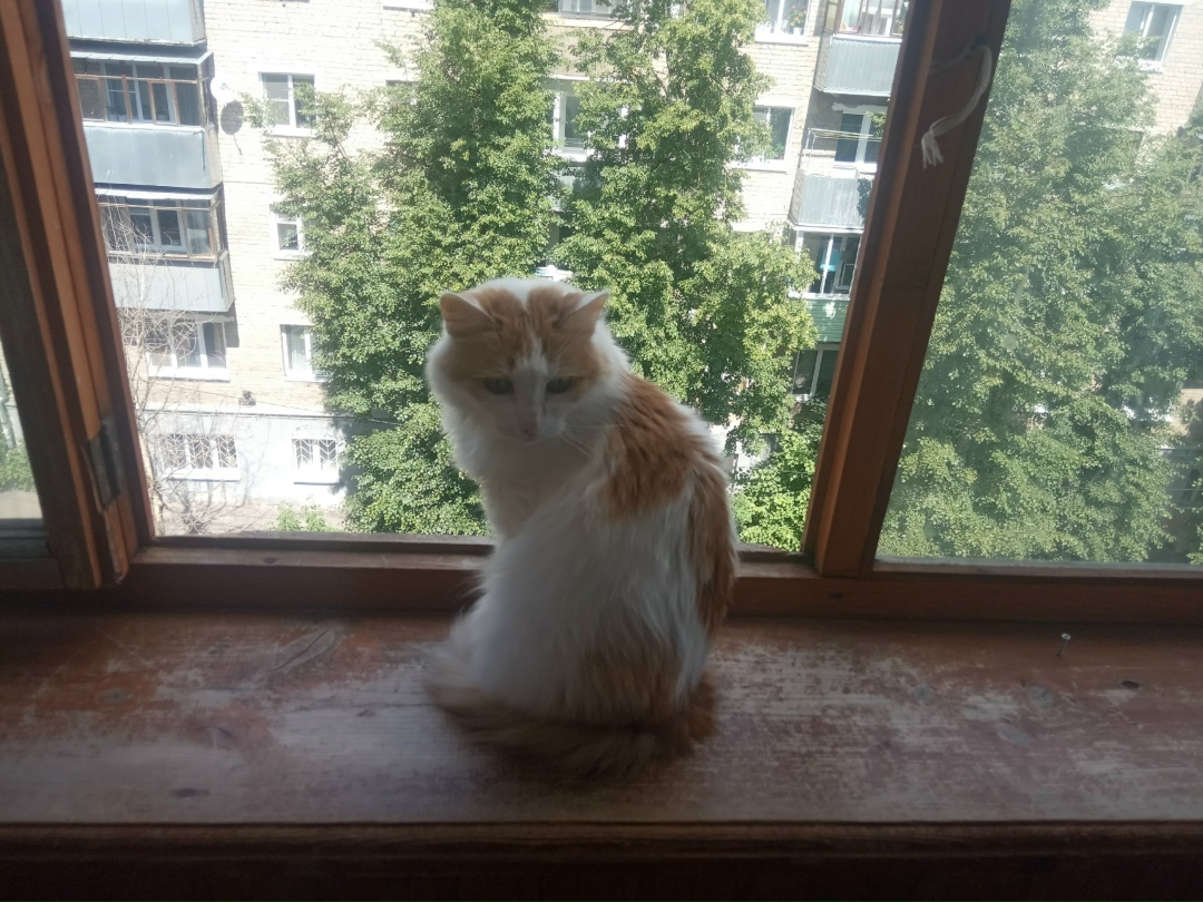 Пропала кошка в Калуге — фото объявления