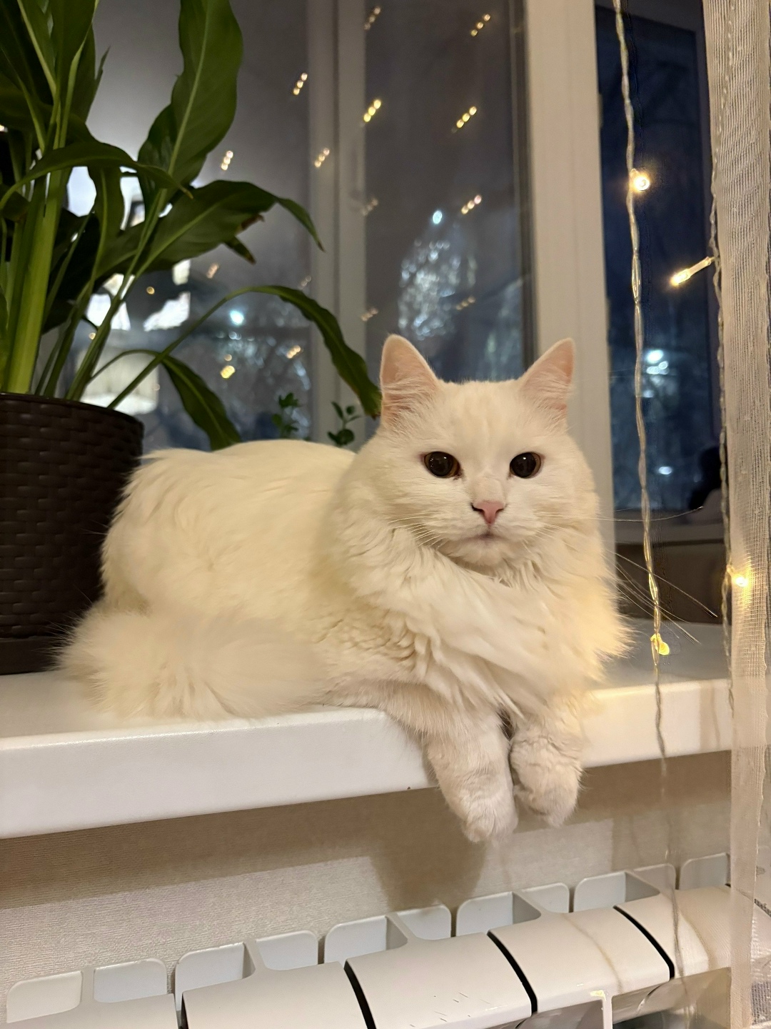 Найдена кошка в Калуге — фото объявления