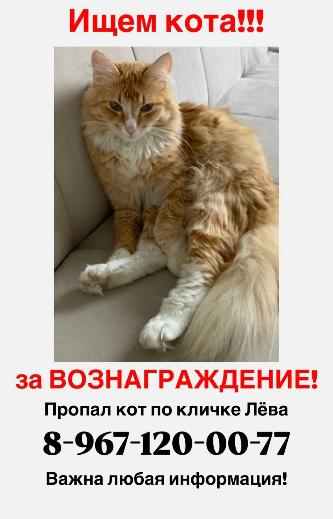Найдена собака в Калуге — фото объявления