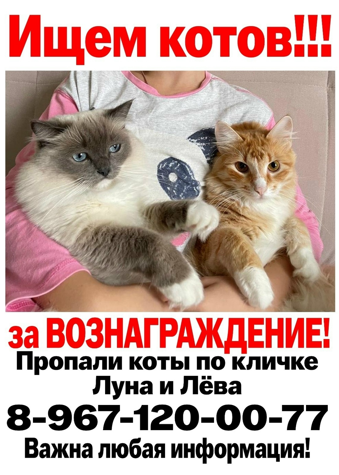 Найдена собака в Калуге — фото объявления