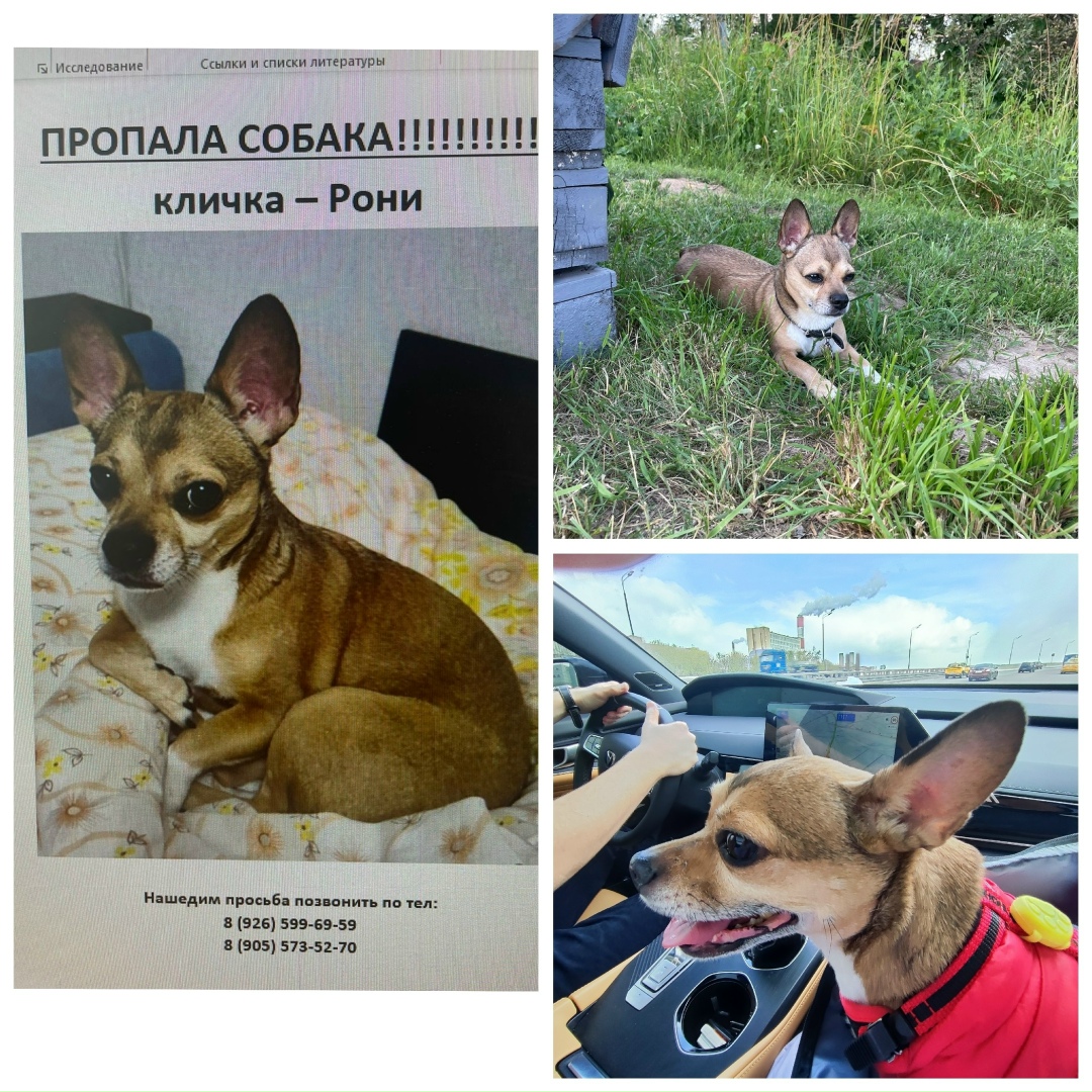 Найдена собака в Калуге — фото объявления