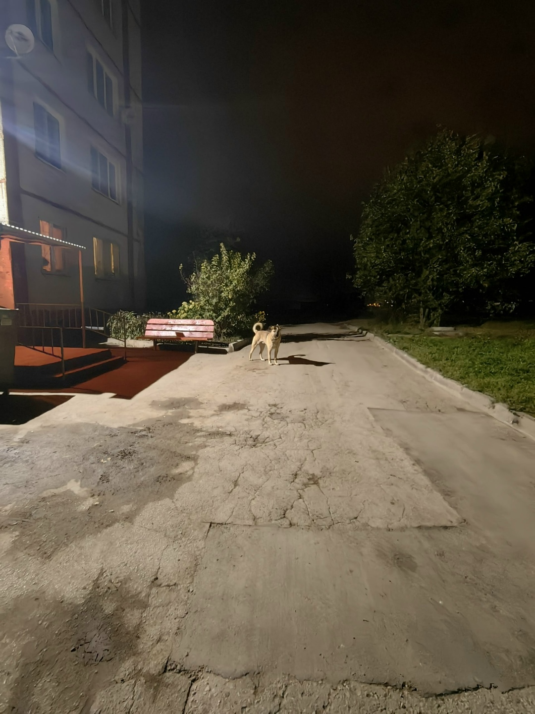 Найдена собака в Калуге — фото объявления