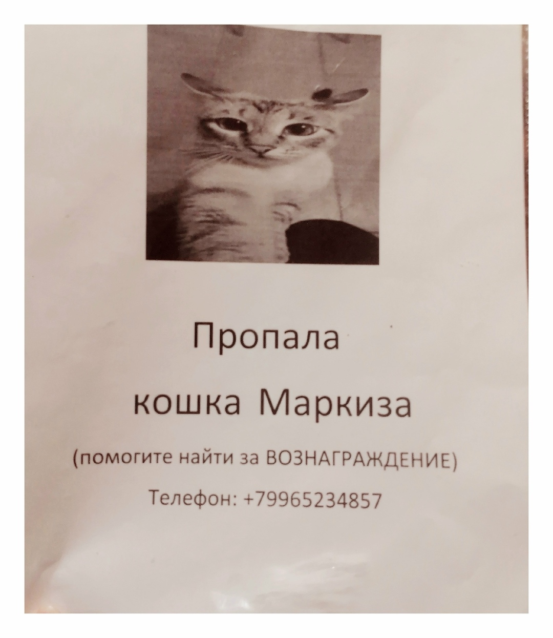 Найдена собака в Калуге — фото объявления