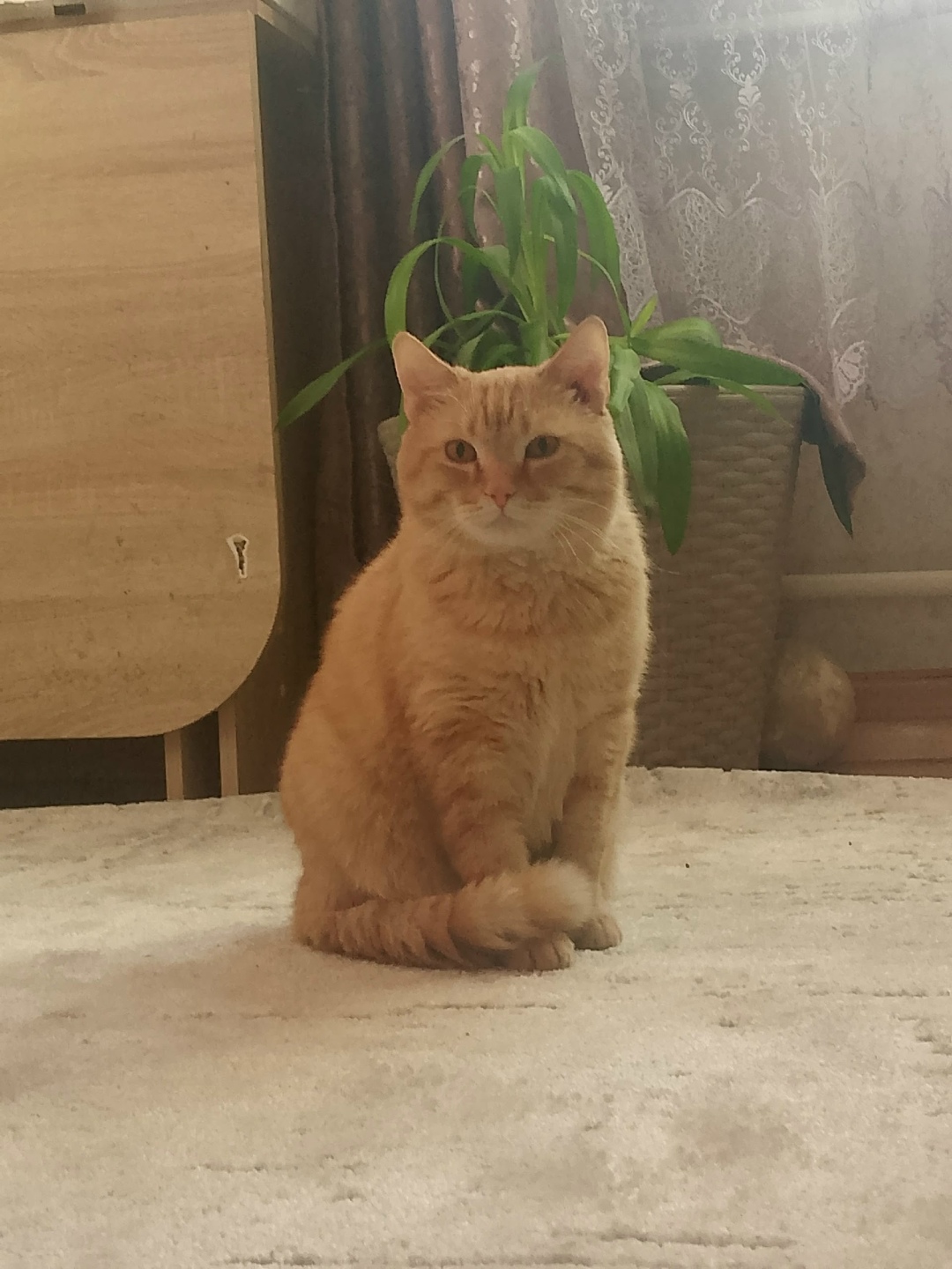 Пропала кошка в Чите — фото объявления