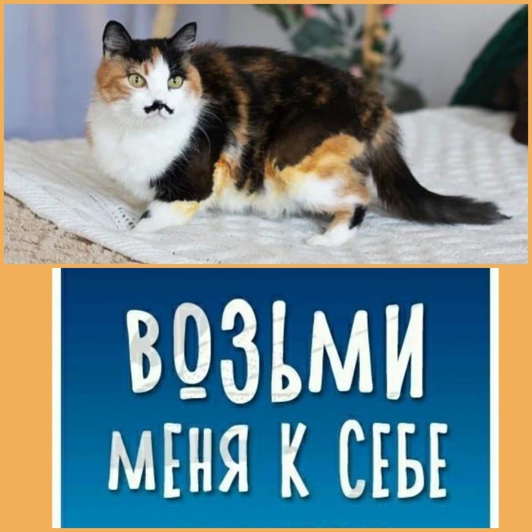 Найдена собака в Чите — фото объявления