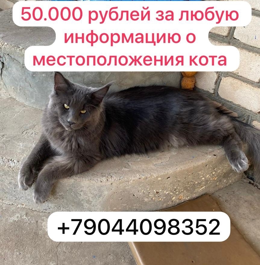 Пропала кошка в Волжском — фото объявления