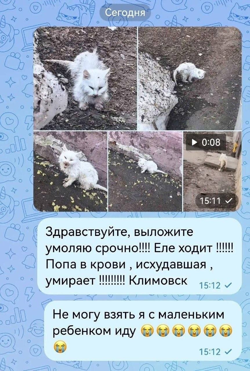 Найдена кошка в Подольске — фото объявления