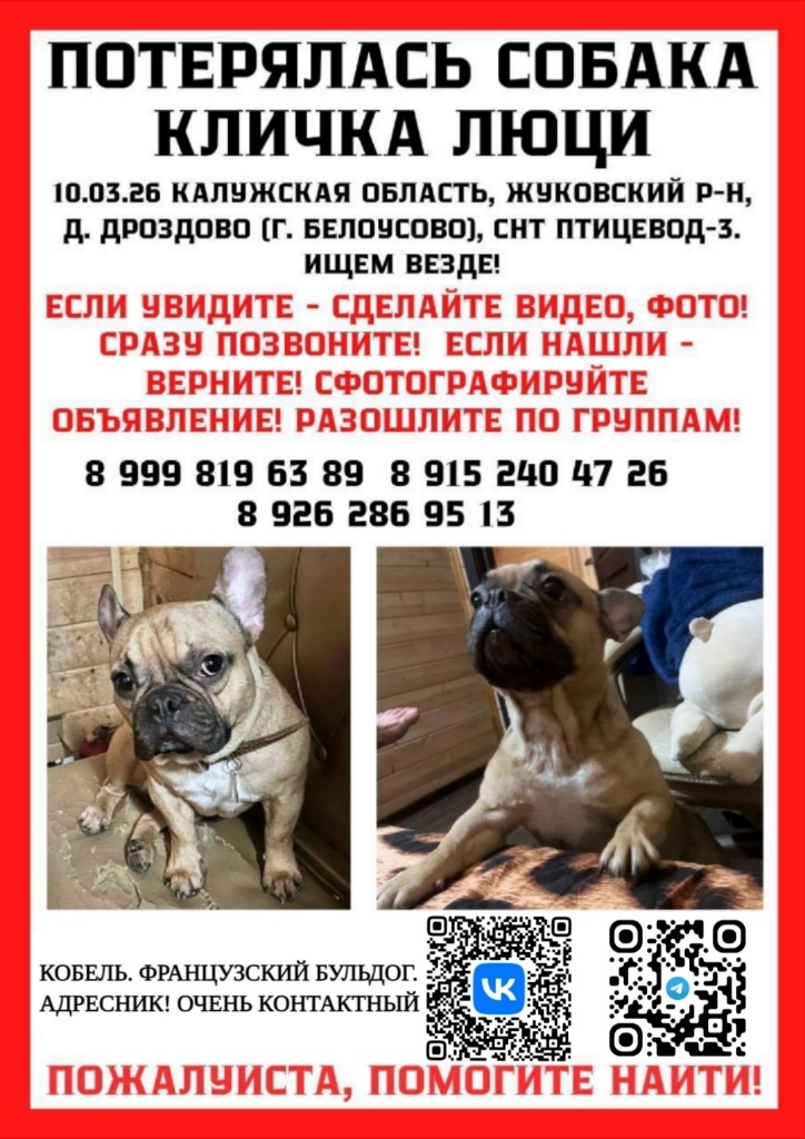 Найдена собака в Подольске — фото объявления