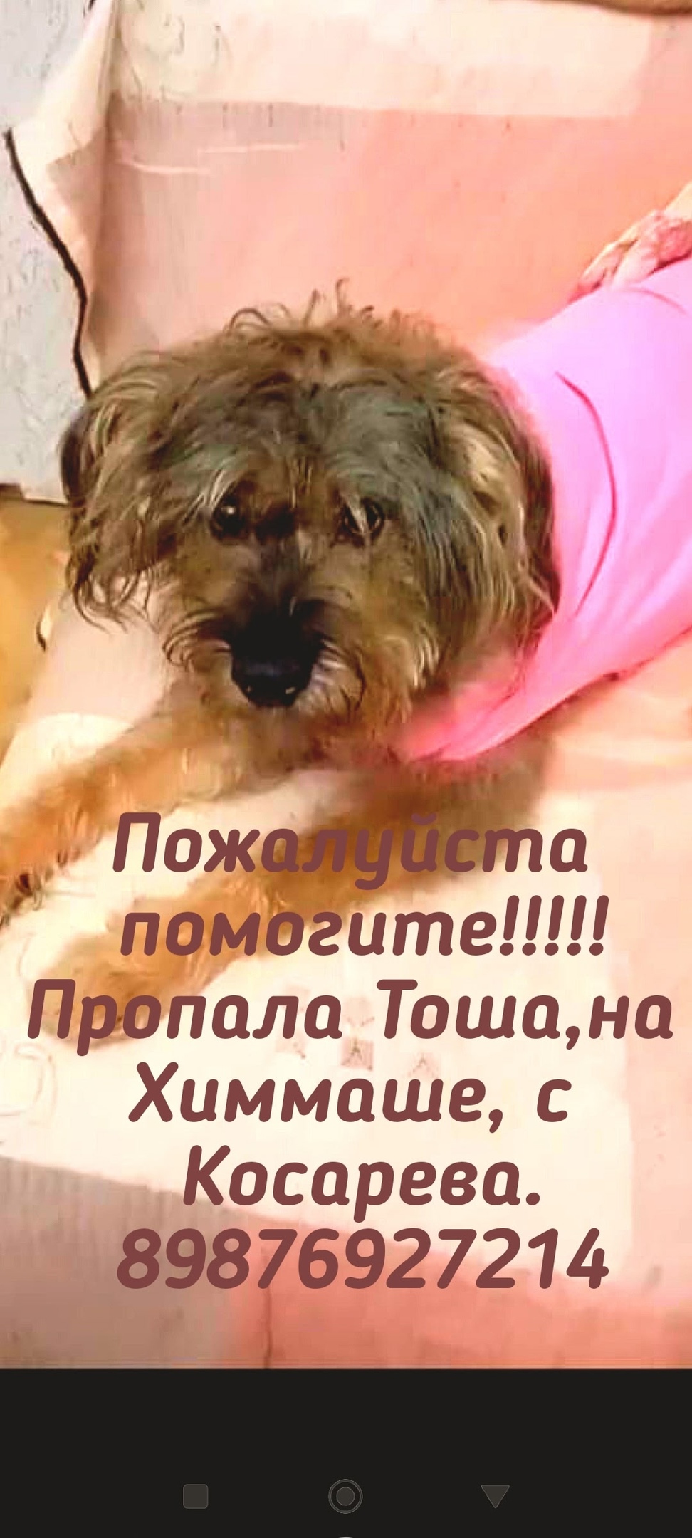 Пропала собака в Саранске — фото объявления