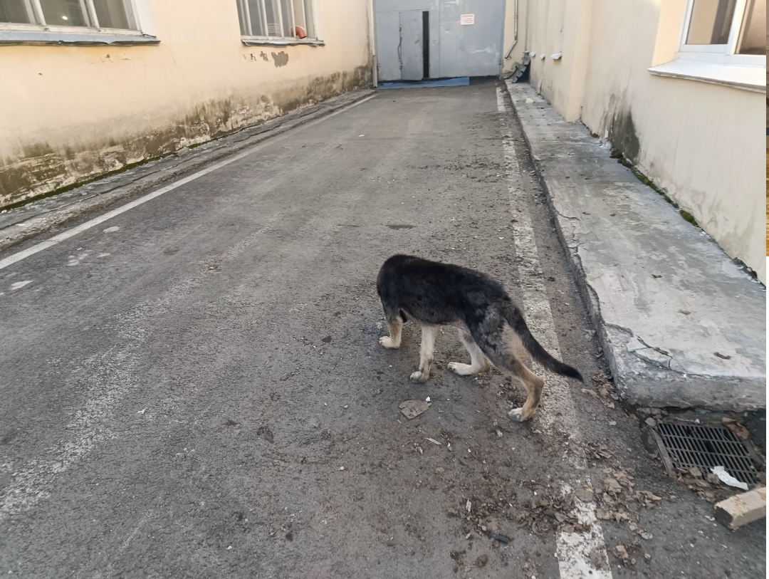 Пропала собака в Вологде — фото объявления