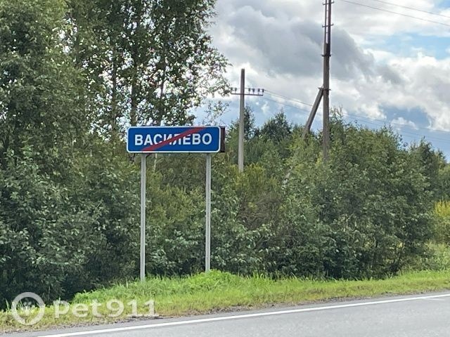 Найдена собака в Вологде — фото объявления