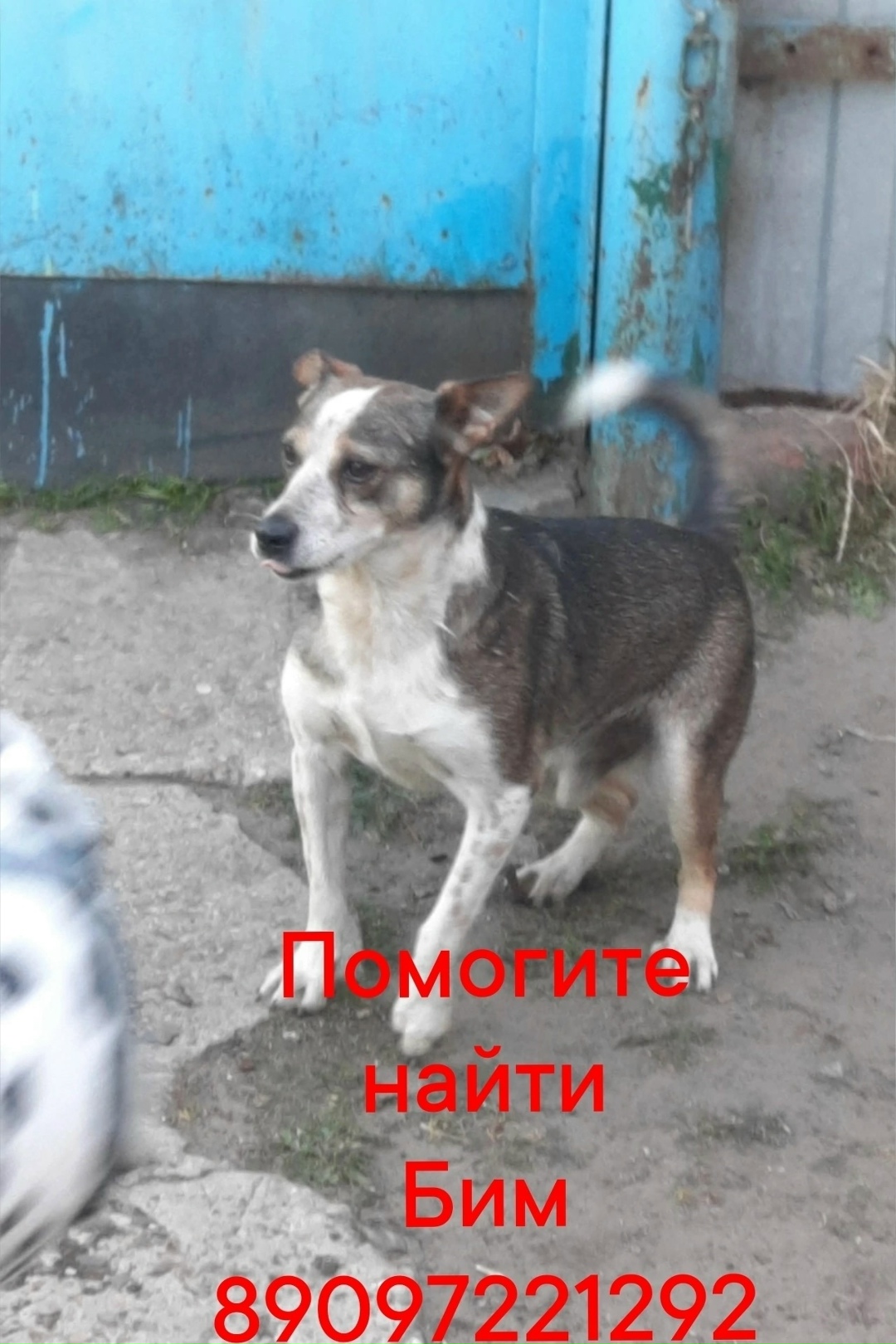 Пропала собака в Кургане — фото объявления