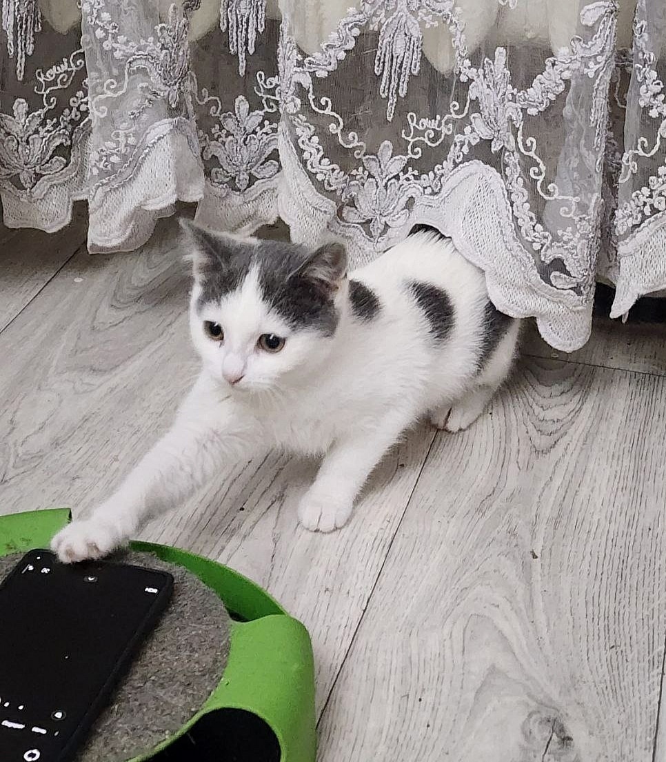Найдена кошка в Орле — фото объявления