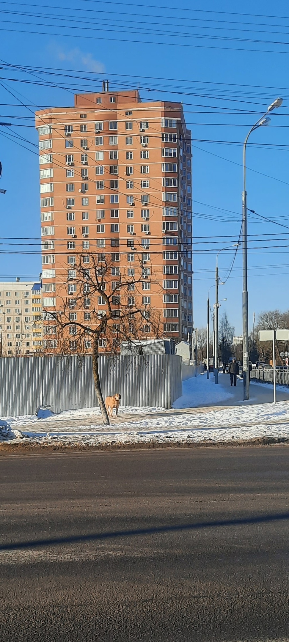 Пропала собака в Орле — фото объявления