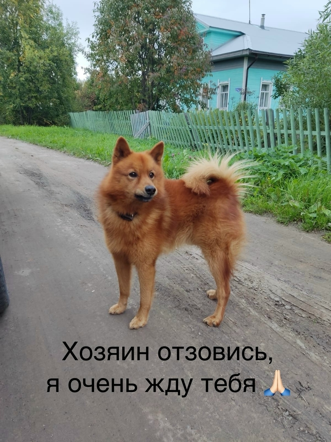 Найдена собака в Архангельске — фото объявления