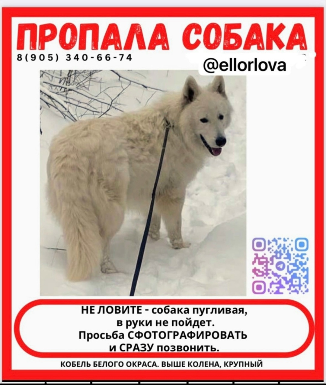 Пропала собака в Йошкар-Оле — фото объявления