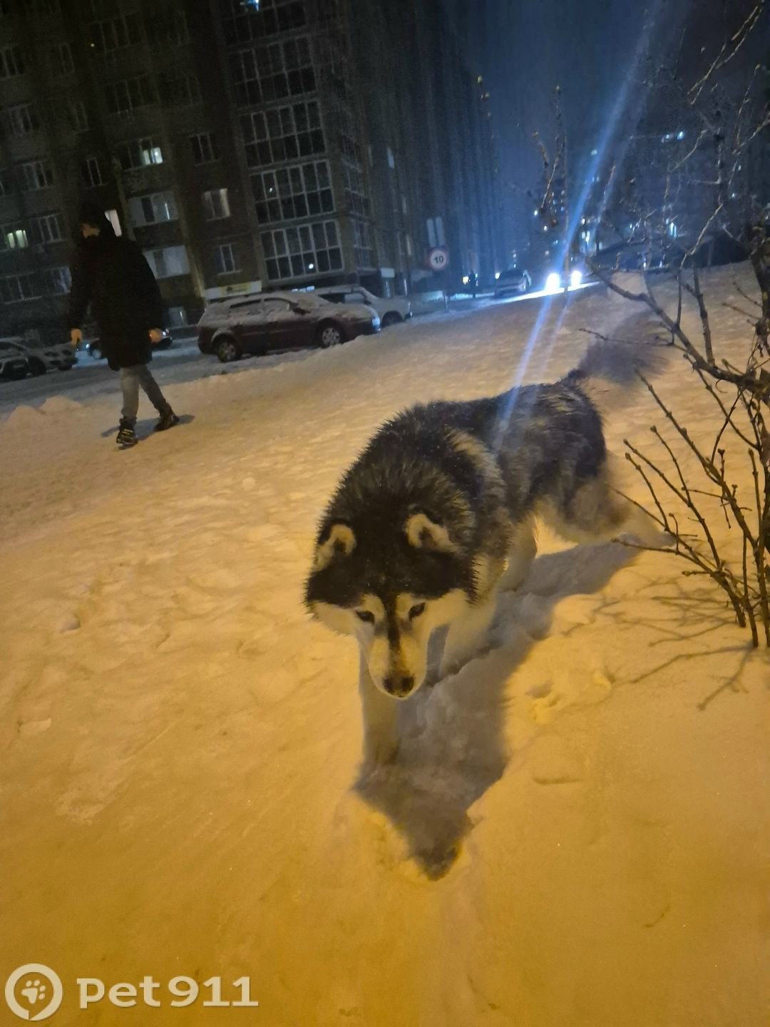 Найдена собака в Йошкар-Оле — фото объявления