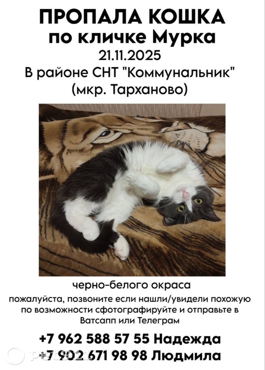 Пропала кошка в Йошкар-Оле — фото объявления