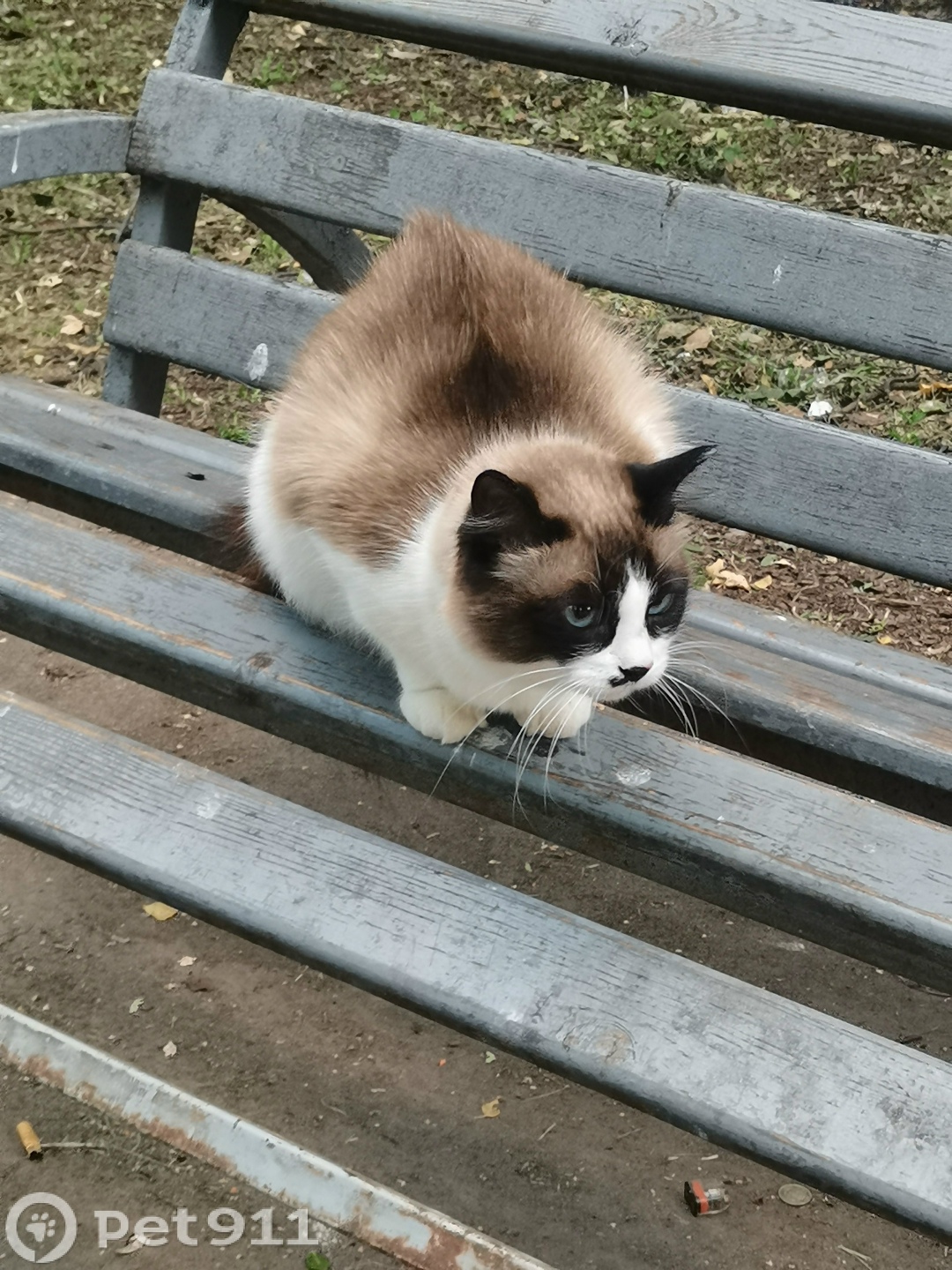 Найдена кошка в Йошкар-Оле — фото объявления